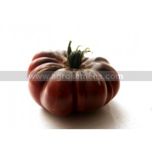 TOMATE Purple calabash