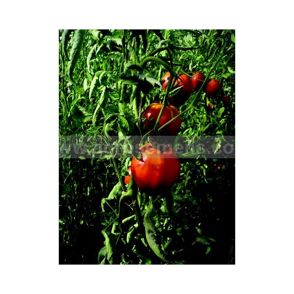 Graines Tomate Cœur bœuf - Aubépin, Semences Biologiques