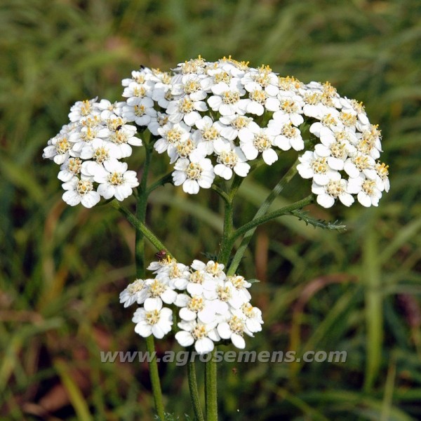 Nos graines de fleurs Achillée millefeuille - La Bonne Graine