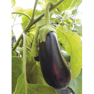 AUBERGINE  Black gem F1