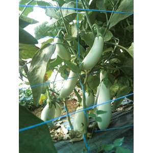 AUBERGINE Dourga