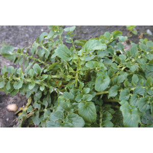 CRESSON D’HIVER (Bittercress) 