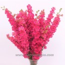 DELPHINIUM Carmin (Pied d'Alouette)