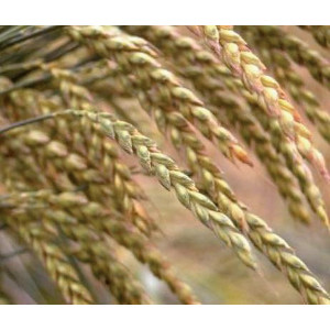 EPEAUTRE (variété selon arrivage)