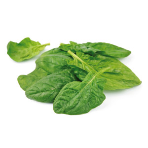 EPINARD Frisé América