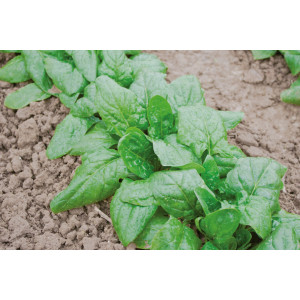 Graines D'épinard D'hiver Géant - Sachet De 1000 Graines - Légume Rustique Pour Potager - Seekay