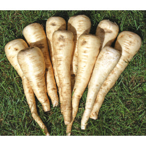 PANAIS Turga Pré-germé