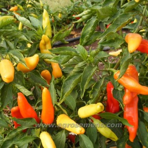 PIMENT Hungarian Hot Wax