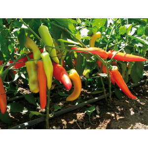 PIMENT Hungarian Hot Wax