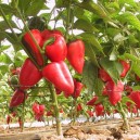 PIMENT Doux Salsa