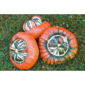 COURGE Giraumon Turban (Bonnet Turc)