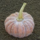 COURGE Futsu Black