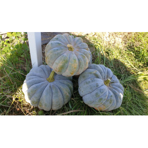 COURGE Futsu Black