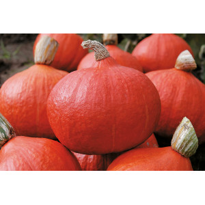 POTIMARRON Orange Summer F1