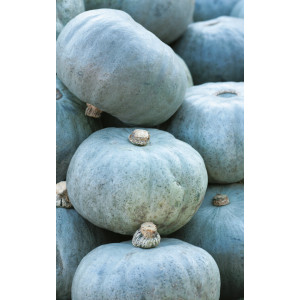 POTIRON Bleu de Hongrie