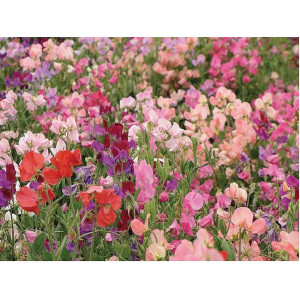 POIS de Senteur en mélange