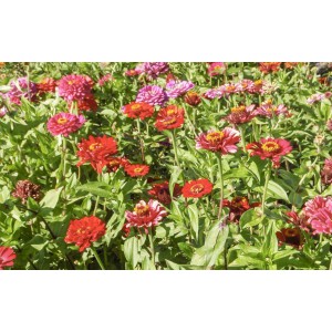 ZINNIA en mélange