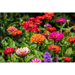 ZINNIA en mélange