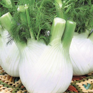 FENOUIL Romanesco