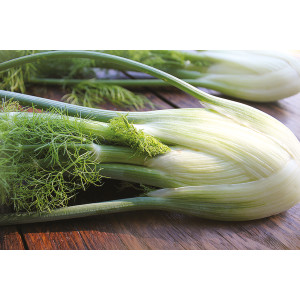 FENOUIL Z&eacute;fa Fino