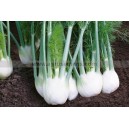Graine bio FENOUIL Rondo F1 