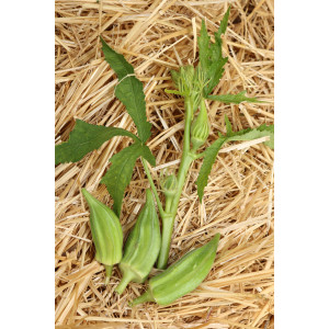 GOMBO Clemson Spineless