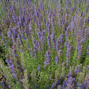 HYSOPE Officinale