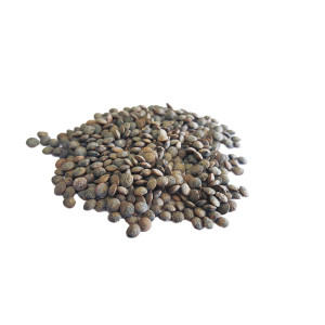 LENTILLE Commune verte (type Anicia)
