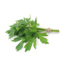 LIVECHE Officinale
