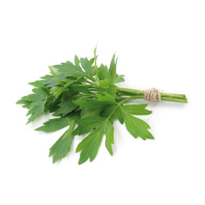LIVECHE Officinale