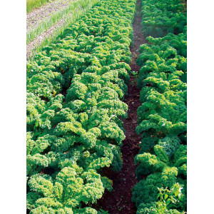 KALE CHOU Frisé Halbhoher