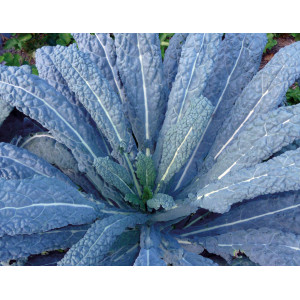 CHOU FRISE N&eacute;ro di toscana