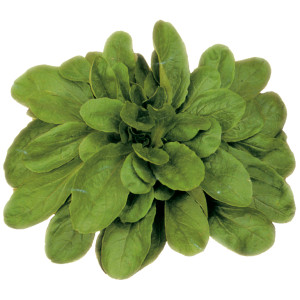 MÂCHE de Hollande à  Grosses Graines