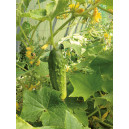 CORNICHON vert fin de Meaux