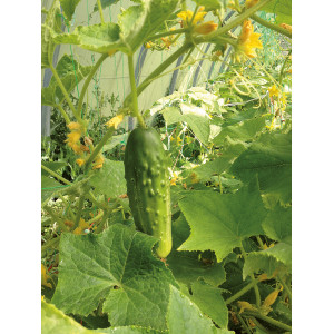 CORNICHON vert fin de Meaux