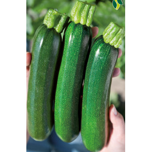 COURGETTE Zodiac F1