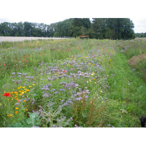 MELANGE Méllifère Annuel Abeilles