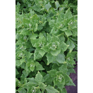 TETRAGONE Cornue (Epinard de Nouvelle-Zélande)