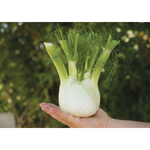 FENOUIL Pr&eacute;ludio F1