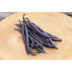 HARICOT Nain mangetout Purple Queen