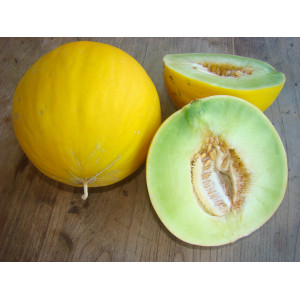 MELON Boule d'Or