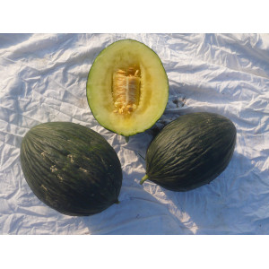 MELON Vert olive dhiver