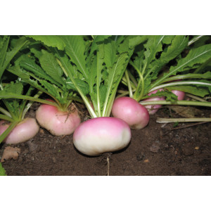 NAVET Plat de Milan à forcer à collet rose