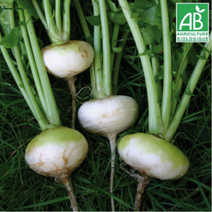 NAVET Plat blanc de mai