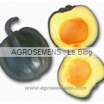 courges bio-Acorn