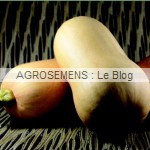 Courges Bio de Type Moschata,  Havana F1, semences bio AGROSEMENS