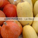 Courge bio semences bio AGROSEMENS