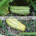 courges bio type pepo Delicata-ou-Sweet-Potato