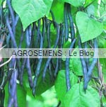 haricot bio culture associée courges bio - semences bio AGROSEMENS