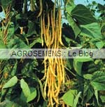 haricot bio legume culture associée courges bio - semences bio AGROSEMENS